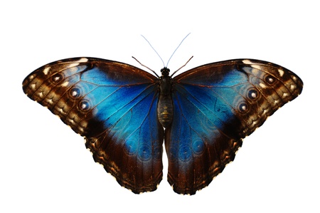 Blue butterfly (morpho peleides)の写真素材