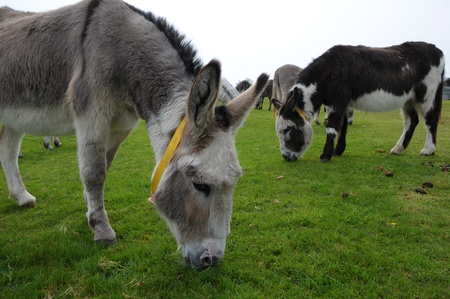 Donkey fieldの写真素材