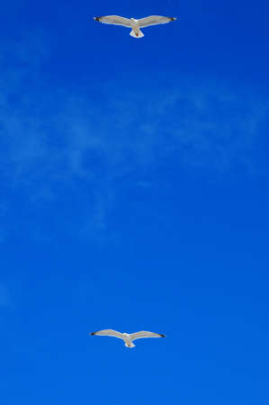 A pair of herring sea gulls flying in a clear blue sky