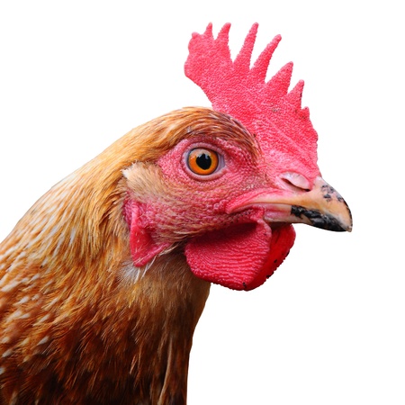 chicken - up closeの写真素材