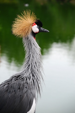 An East African Crowned Crane bird stood by a lakeの写真素材