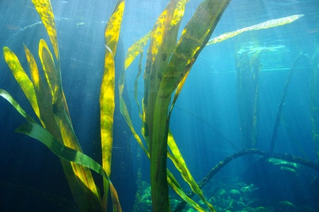 Reeds swaying in a marine underwater landscapeの写真素材