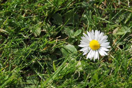 daisyの写真素材