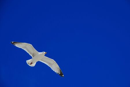 soaring Herring seagullの写真素材
