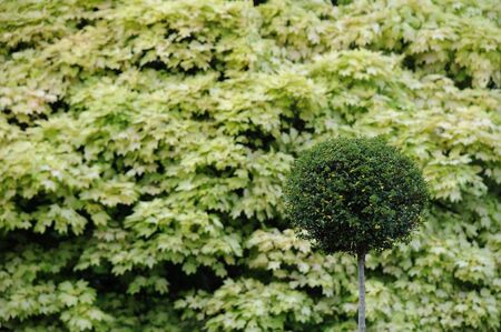 two treesの写真素材