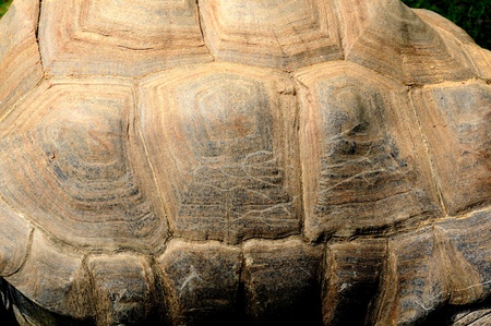 Tortoise shell