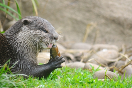 An Asian short clawed otter feeding on a crayfishの写真素材