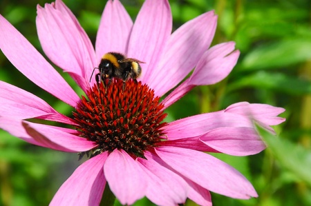 A bumble Bee busy collecting pollen from a big purple and red flower