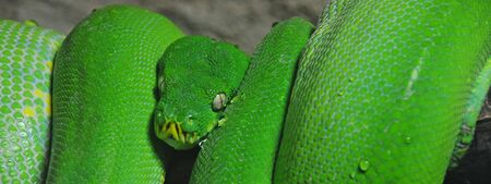 A green tree python  Morelia viridis  coiled on a branch in a vivarium