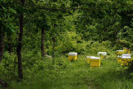 Honey bee hives  in the forestの写真素材
