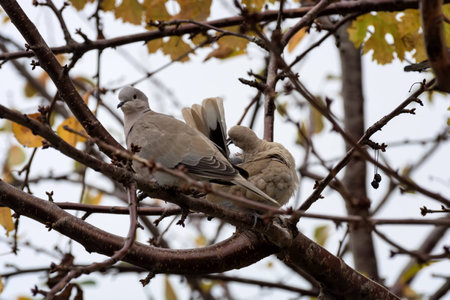 Collared Doves (Streptopelia decaocto) sitting on a tree branchの写真素材
