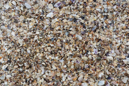 Sea shells on sand. Summer beach background