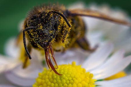 Honey Bee drinking honey on a flower background macro micro close up detail nature