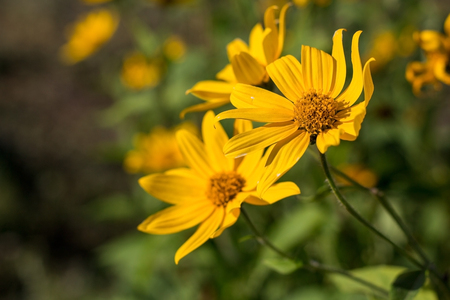 yellow flowers of Jerusalem artichoke in the morning sun in the garden .