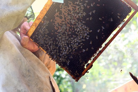 Beekeeper collecting honey selective focus on a honeycomb and bees