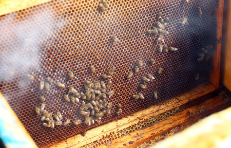 a beekeeper checks a honeycomb at the presence of honey and fumigate them with smoke