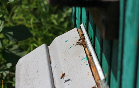 worker bees fly and fly out of the hive