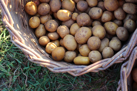 Basket of fresh tasty new potatoesの写真素材