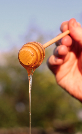 sweet thick honey flowing from a special spoon for honey on a background of natureの写真素材