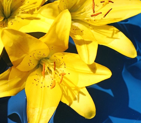 clear water and floating on her Lily flowers in sunlight beautiful backgroundの写真素材