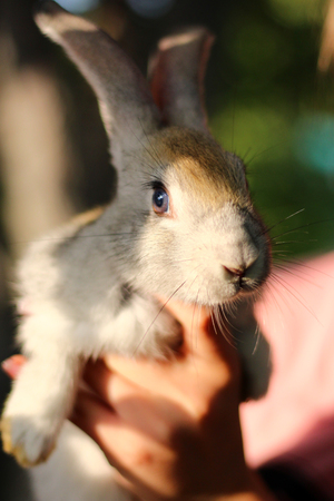 A beautiful young little rabbit on a man's hands on a summer day. Grey rabbitの写真素材