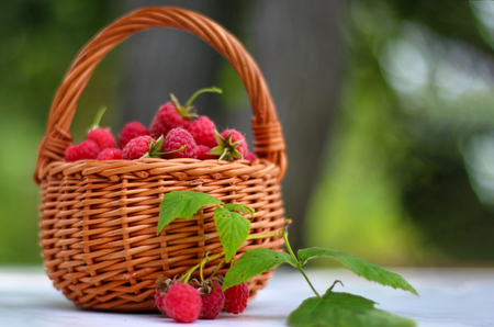ripe raspberry in the garden basketの写真素材