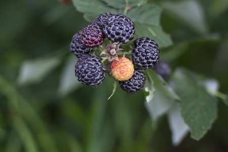 ripe Black raspberries on a vine in the gardenの写真素材