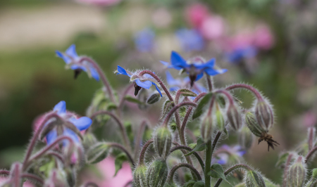 flowering Borage plant grass Borago officinalis in sunlightの写真素材