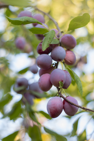 Plum tree with juicy fruitsの写真素材