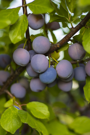 growing black plum in the gardenの写真素材