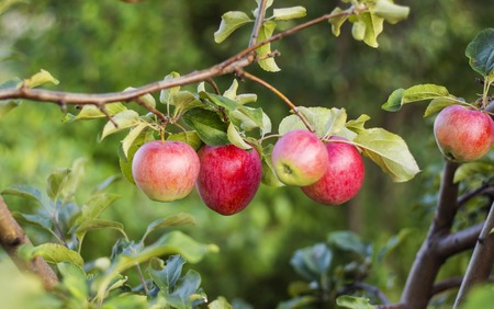 Apple orchard, ripe juicy fruit hanging on a branch