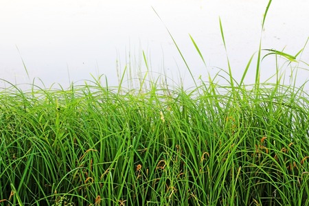 green grass on the shore of the pond near the water as the backgroundの写真素材