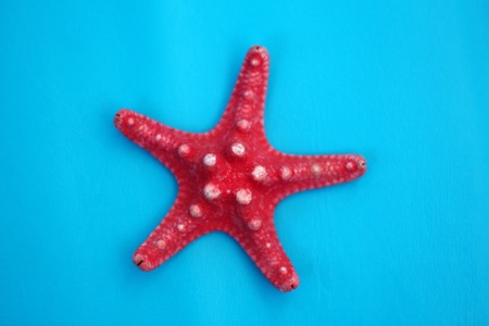 starfish on blue backgroundの写真素材