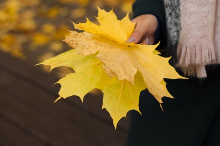 Young woman holding a bouquet of yellow maple leavesの写真素材