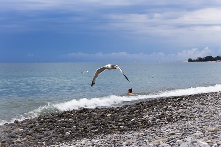 Seagull flying with open wings on the background of the shore near the blue sea.の写真素材