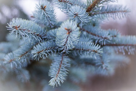 branch of a blue spruce growing in the Park
