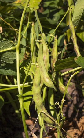green Beans in the garden