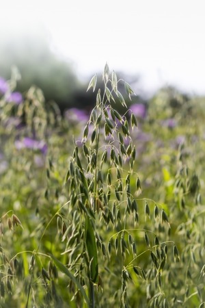 Green oat ears of wheat.の写真素材