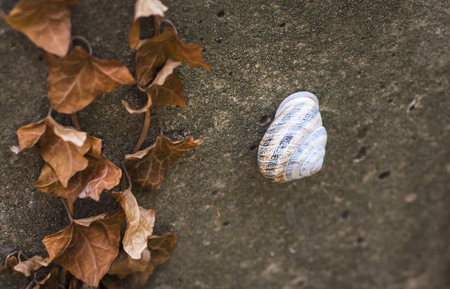 grape snail on a concrete background with dried ivyの写真素材