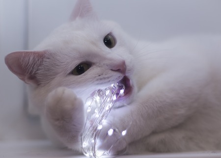 beautiful white cat gnaws luminous garland