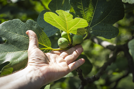 man's hand reaches for the growing fruit of the Fig tree on a Sunny day