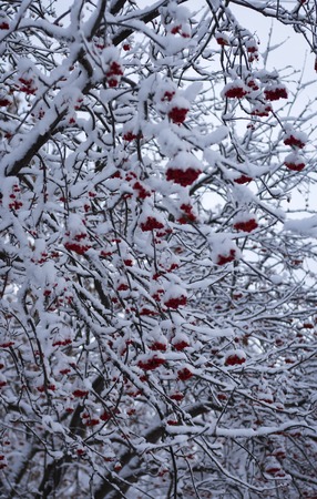 Red Berries on a Rowan tree Covered with white Snow.の写真素材