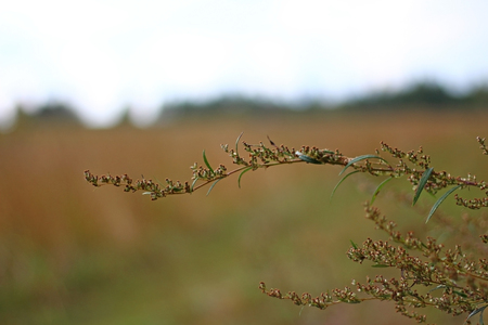 The wild growing grass of wormwood in a field blurred backgroundの写真素材