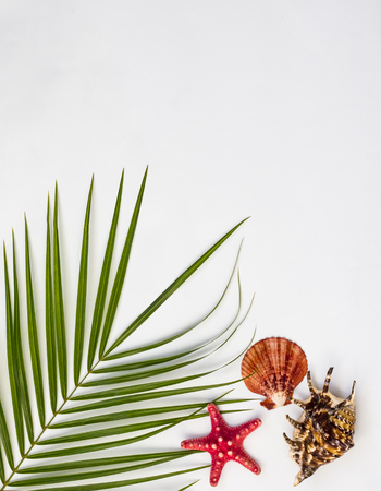 Tropical Background. Palm branch with starfish and seashells on a white background.Travel vacation concept. Flat apartment, top view, copy spaceの写真素材