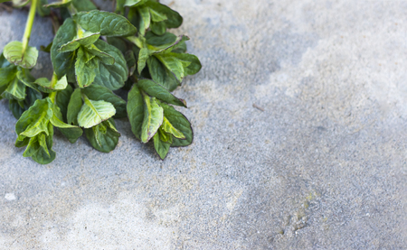 Fresh, young green mint on concrete background. Top view with copy space.の写真素材