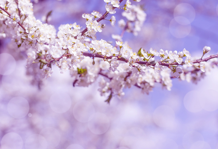 Cherry blossom background in spring in pink on blurred background.の写真素材