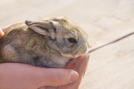 little rabbit in the hands of a man with a copy of space.の写真素材