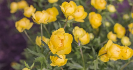 background of Yellow globular flower Trollius europaeus in natural environment.