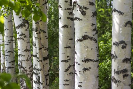 the rhythm of the white trunks of the birch on a background of green leavesの写真素材