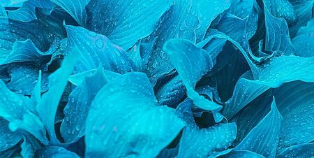 abstract blue background of Hosta leaves after a rainの写真素材